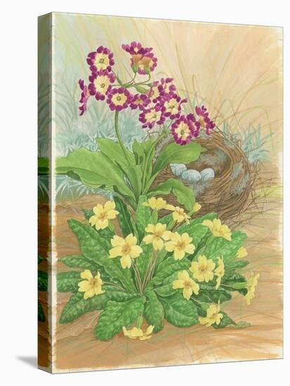 Auricula, Primrose and Nest, 1998-Linda Benton-Premier Image Canvas