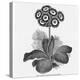 Auricula Variety Lancashire Hero-null-Premier Image Canvas