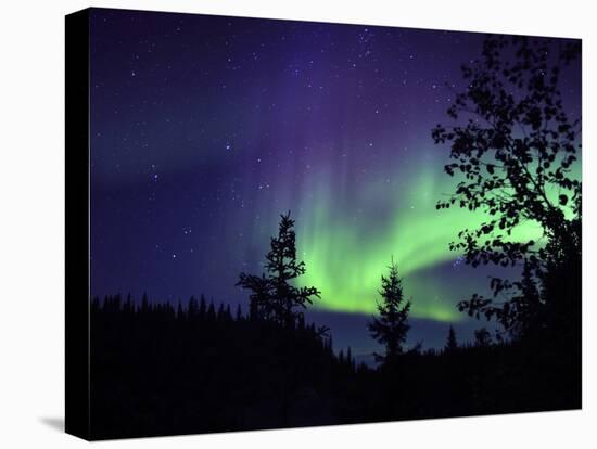 Aurora Borealis Above the Trees, Northwest Territories, Canada-Stocktrek Images-Premier Image Canvas