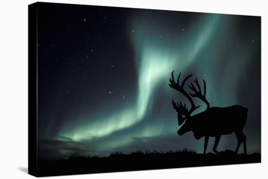 Aurora Borealis And Caribou-Kaj Svensson-Premier Image Canvas