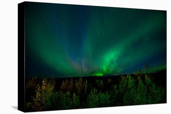 Aurora Borealis (Northern Lights) from Denali Princess Wilderness Lodge, Denali Nat'l Park, USA-Laura Grier-Premier Image Canvas