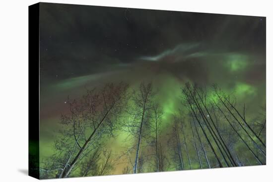 Aurora borealis, northern lights, near Fairbanks, Alaska-Stuart Westmorland-Premier Image Canvas