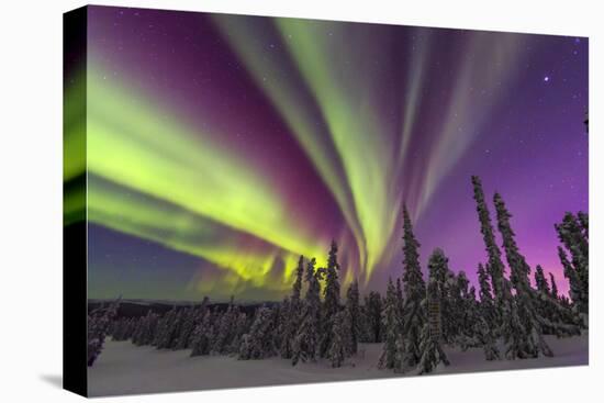 Aurora borealis, northern lights, near Fairbanks, Alaska-Stuart Westmorland-Premier Image Canvas