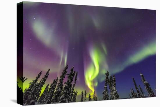 Aurora borealis, Northern Lights, near Fairbanks, Alaska-Stuart Westmorland-Premier Image Canvas