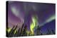 Aurora borealis, Northern Lights, near Fairbanks, Alaska-Stuart Westmorland-Premier Image Canvas