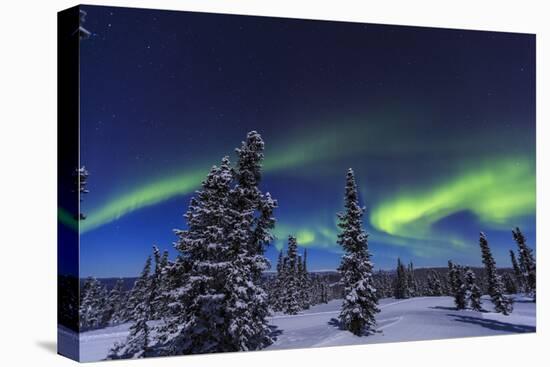 Aurora borealis, Northern Lights near Fairbanks, Alaska-Stuart Westmorland-Premier Image Canvas