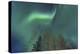 Aurora borealis, Northern Lights, near Fairbanks, Alaska-Stuart Westmorland-Premier Image Canvas