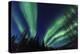 Aurora borealis, Northern Lights, near Fairbanks, Alaska-Stuart Westmorland-Premier Image Canvas