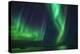 Aurora Borealis or Northern Lights, Iceland-Arctic-Images-Premier Image Canvas