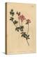 Austral Trefoil or New-Holland Lotus, Lotus Australis-Sydenham Teast Edwards-Premier Image Canvas