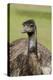 Australia, Adelaide. Cleland Wildlife Park. Large Flightless Emu-Cindy Miller Hopkins-Premier Image Canvas