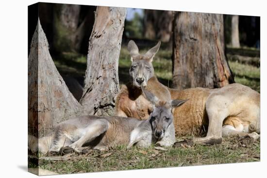 Australia, Adelaide. Cleland Wildlife Park. Red Kangaroos-Cindy Miller Hopkins-Premier Image Canvas