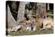 Australia, Adelaide. Cleland Wildlife Park. Red Kangaroos-Cindy Miller Hopkins-Premier Image Canvas