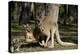 Australia, Adelaide. Cleland Wildlife Park. Red Kangaroos-Cindy Miller Hopkins-Premier Image Canvas