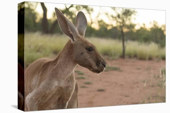 Australia, Alice Springs. Adult Female Kangaroo in Open Field-Cindy Miller Hopkins-Premier Image Canvas