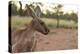 Australia, Alice Springs. Adult Female Kangaroo in Open Field-Cindy Miller Hopkins-Premier Image Canvas