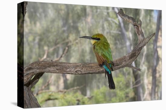 Australia, Alice Springs. Alice Springs Desert Park. Rainbow Bee-Eater-Cindy Miller Hopkins-Premier Image Canvas