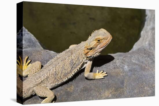 Australia, Alice Springs. Bearded Dragon by Small Pool of Water-Cindy Miller Hopkins-Premier Image Canvas