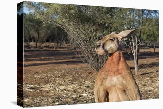 Australia, Alice Springs. the Kangaroo Sanctuary, Large Male Kangaroo-Cindy Miller Hopkins-Premier Image Canvas