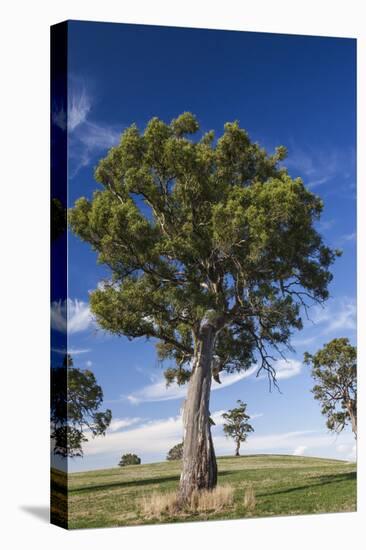 Australia, Barossa Valley, Mount Pleasant, Gum Trees-Walter Bibikow-Premier Image Canvas