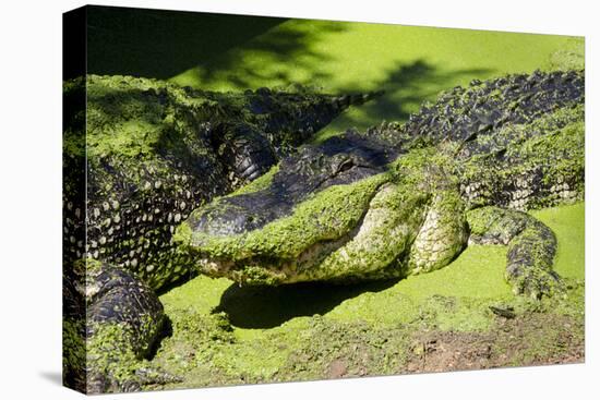 Australia, Broome. Malcolm Douglas Crocodile Park. American Alligator-Cindy Miller Hopkins-Premier Image Canvas