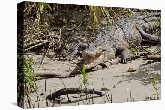 Australia, Daintree National Park, Daintree River. Saltwater Crocodile-Cindy Miller Hopkins-Premier Image Canvas