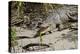 Australia, Daintree National Park, Daintree River. Saltwater Crocodile-Cindy Miller Hopkins-Premier Image Canvas