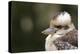 Australia. Dandenong, Grants Reserve. Kingfisher Laughing Kookaburra-Cindy Miller Hopkins-Premier Image Canvas