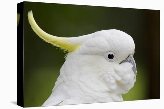 Australia, Dandenong National Park, Grants Reserve. Sulphur Crested Cockatoo-Cindy Miller Hopkins-Premier Image Canvas