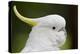 Australia, Dandenong National Park, Grants Reserve. Sulphur Crested Cockatoo-Cindy Miller Hopkins-Premier Image Canvas