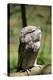 Australia, Darwin. Territory Wildlife Park. Tawny Frogmouth-Cindy Miller Hopkins-Premier Image Canvas