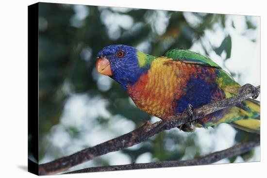 Australia, Eastern States of Australia, Close Up of Rainbow Lorikeet-Peter Skinner-Premier Image Canvas