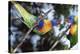 Australia, Eastern States of Australia, Close Up of Rainbow Lorikeets-Peter Skinner-Premier Image Canvas