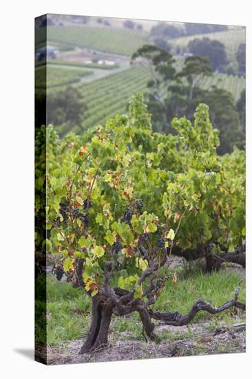 Australia, Fleurieu Peninsula, Mclaren Vale Wine Region, Vineyard View-Walter Bibikow-Premier Image Canvas