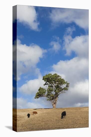 Australia, Fleurieu Peninsula, Normanville, Field with Cows-Walter Bibikow-Premier Image Canvas