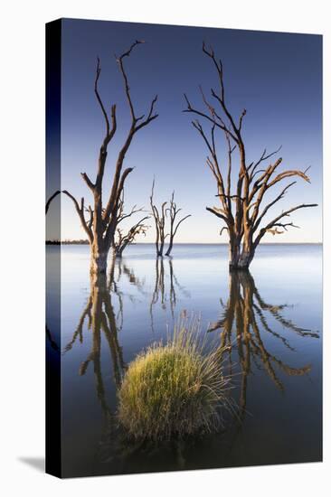 Australia, Murray River Valley, Barmera, Lake Bonney, Petrified Trees-Walter Bibikow-Premier Image Canvas