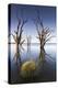 Australia, Murray River Valley, Barmera, Lake Bonney, Petrified Trees-Walter Bibikow-Premier Image Canvas