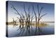 Australia, Murray River Valley, Barmera, Lake Bonney, Petrified Trees-Walter Bibikow-Premier Image Canvas