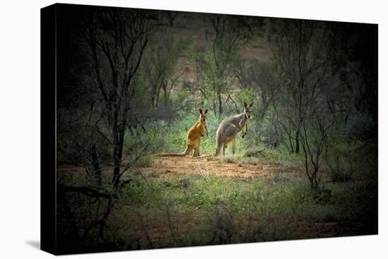 Australia, New South Wales, Broken Hill. a Red and Grey Kangaroo-Rona Schwarz-Premier Image Canvas