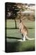 Australia, New South Wales, Yamba Golf Course, Eastern Grey Kangaroo-Peter Skinner-Premier Image Canvas
