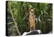 Australia, Northern Territory, Darwin. Territory Wildlife Park. Dingo-Cindy Miller Hopkins-Premier Image Canvas