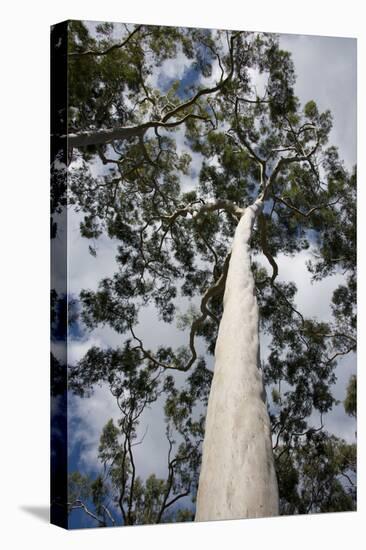 Australia, Perth. Kings Park. Fraser Avenue, Lemon Scented Gum Tree-Cindy Miller Hopkins-Premier Image Canvas