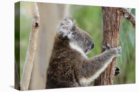 Australia, Perth, Yanchep National Park. Koala Bear a Native Arboreal Marsupial-Cindy Miller Hopkins-Premier Image Canvas