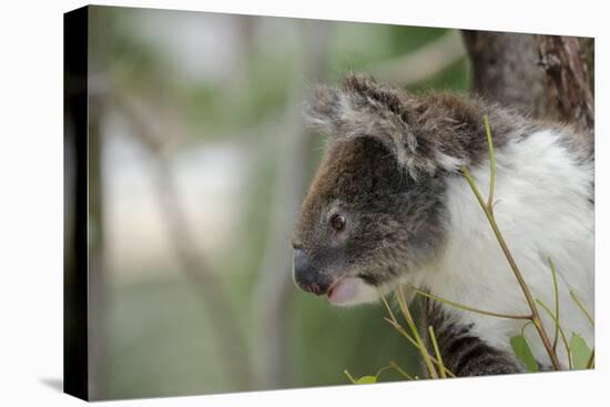 Australia, Perth, Yanchep National Park. Koala Bear a Native Arboreal Marsupial-Cindy Miller Hopkins-Premier Image Canvas