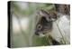 Australia, Perth, Yanchep National Park. Koala Bear a Native Arboreal Marsupial-Cindy Miller Hopkins-Premier Image Canvas