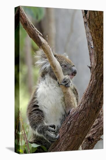 Australia, Perth, Yanchep National Park. Koala Bear a Native Arboreal Marsupial-Cindy Miller Hopkins-Premier Image Canvas