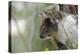Australia, Perth, Yanchep National Park. Koala Bear a Native Arboreal Marsupial-Cindy Miller Hopkins-Premier Image Canvas