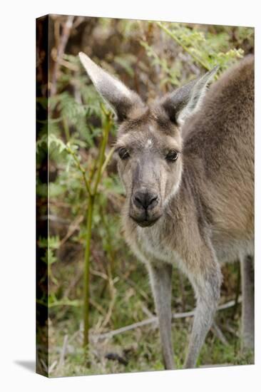 Australia, Perth, Yanchep National Park. Western Gray Kangaroo Close Up of Face-Cindy Miller Hopkins-Premier Image Canvas