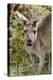 Australia, Perth, Yanchep National Park. Western Gray Kangaroo Close Up of Face-Cindy Miller Hopkins-Premier Image Canvas