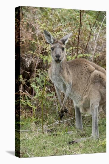 Australia, Perth, Yanchep National Park. Western Gray Kangaroo in Bush Habitat-Cindy Miller Hopkins-Premier Image Canvas